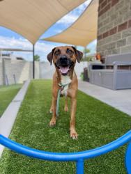 Shelter Stray Male Dog last seen Near S 1100 W, SALT LAKE CITY, UT, 84104, 511 W 3900 S, Salt Lake City, UT 84123, USA