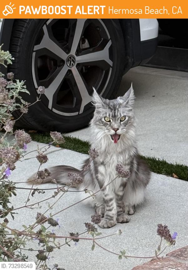 Found/Stray Unknown Cat last seen Myrtle, Hermosa Beach, CA 90254