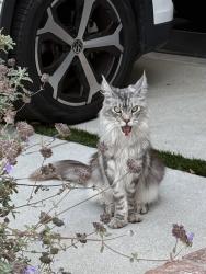 Found/Stray Unknown Cat last seen Myrtle, Hermosa Beach, CA 90254