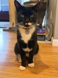 Reunited Male Cat last seen Popes Farm, Prospect St., Winnetuxet St. Plympton MA., Plympton, MA 02367