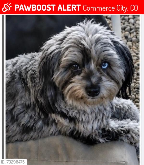 Lost Male Dog last seen 66th &!Kearney, Commerce City, Commerce City, CO 80022