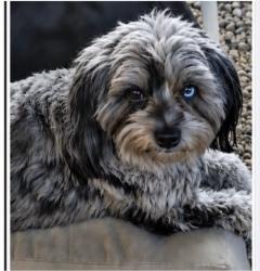 Lost Male Dog last seen 66th &!Kearney, Commerce City, Commerce City, CO 80022