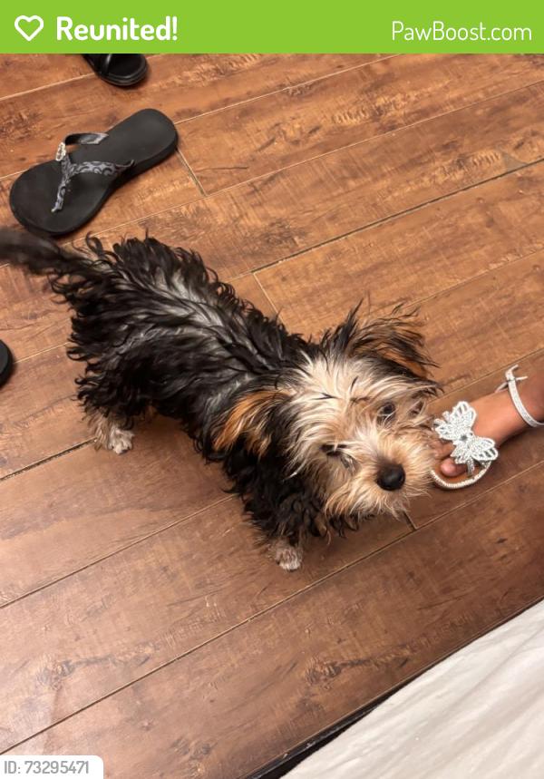 Reunited Male Dog last seen Hackett rd, Ceres, CA 95307
