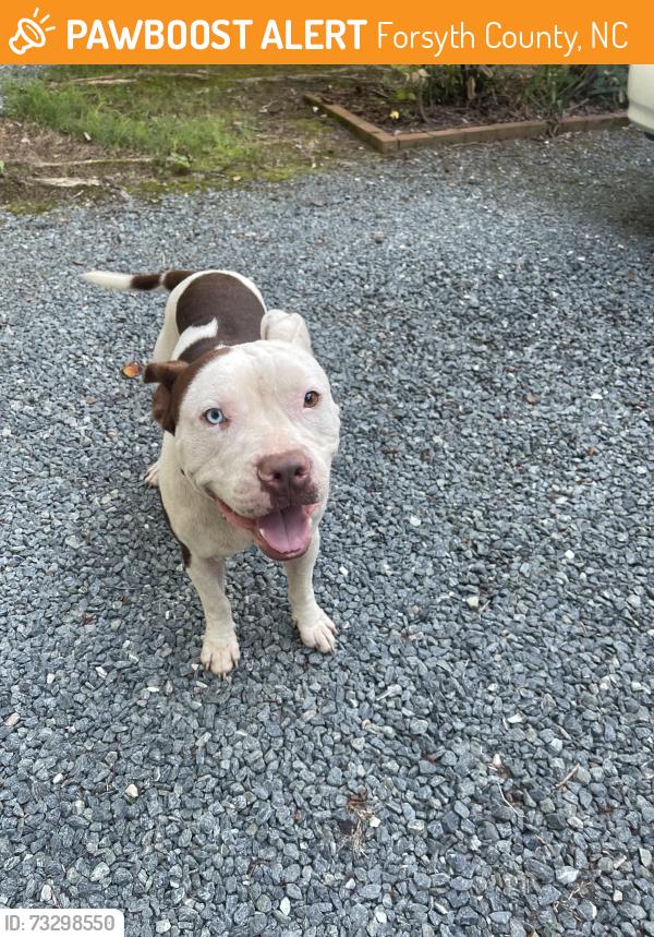 Found/Stray Male Dog last seen Horizons Park, Forsyth County, NC 27045