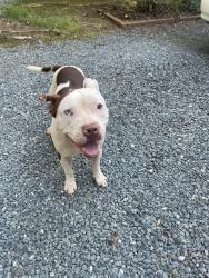 Found/Stray Male Dog last seen Horizons Park, Forsyth County, NC 27045