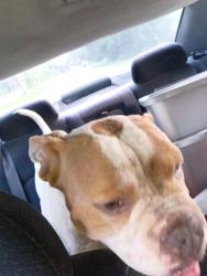 Found/Stray Male Dog last seen Onditch and round lake or something, Mount Dora, FL 32757