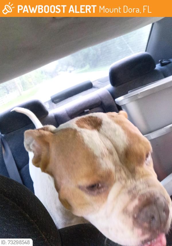 Found/Stray Male Dog last seen Onditch and round lake or something, Mount Dora, FL 32757