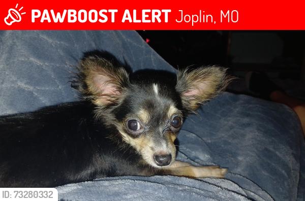 Lost Female Dog last seen Warner dr, Joplin, MO 64804