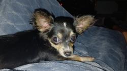 Lost Female Dog last seen Warner dr, Joplin, MO 64804