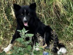Reunited Male Dog last seen Cedar and Baseline, San Bernardino, CA 92404