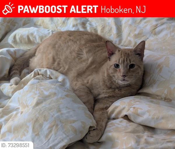Lost Male Cat last seen 8th and monroe, Hoboken, NJ 07030