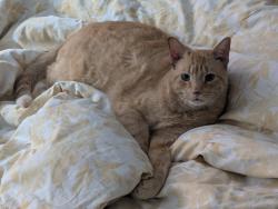 Lost Male Cat last seen 8th and monroe, Hoboken, NJ 07030