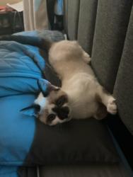 Reunited Male Cat last seen Tapper ave, Vallejo, CA 94589