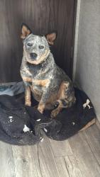 Reunited Female Dog last seen Brown rd starr, Starr, SC 29684