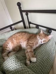 Lost Male Cat last seen Richland and Los Feliz Blvd, Los Angeles, CA 90027