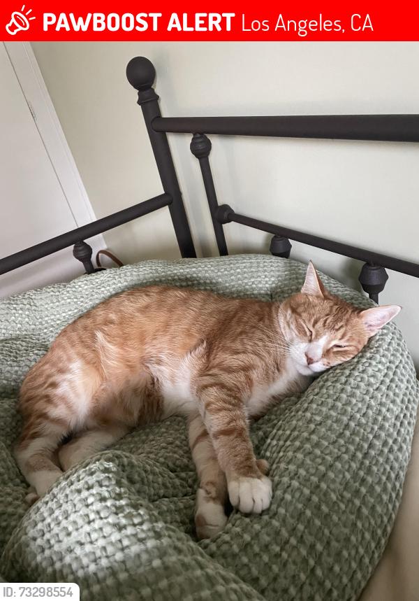 Lost Male Cat last seen Richland and Los Feliz Blvd, Los Angeles, CA 90027