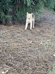 Found/Stray Male Cat last seen Parking Lot of Gibson apmts, Flowery Branch, GA 30542
