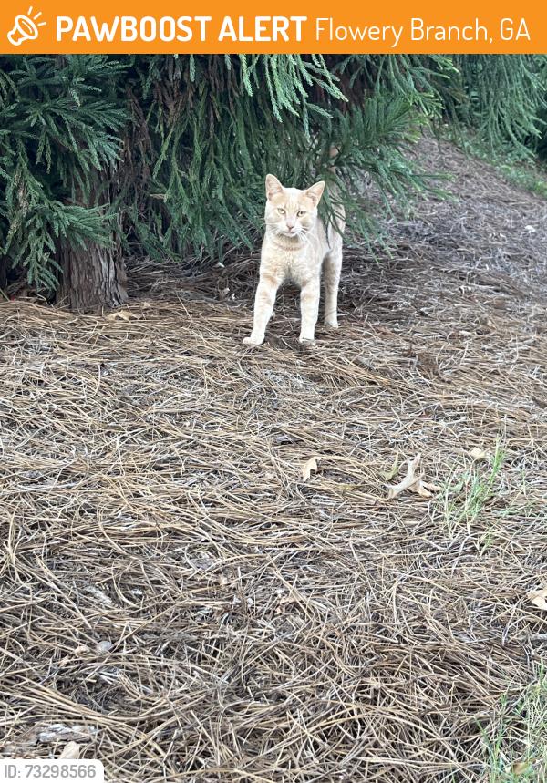 Found/Stray Male Cat last seen Parking Lot of Gibson apmts, Flowery Branch, GA 30542