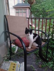 Found/Stray Unknown Cat last seen South Westnedge Park, Kalamazoo, MI 49001