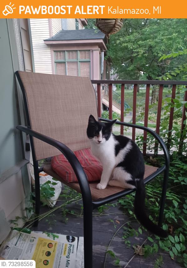 Found/Stray Unknown Cat last seen South Westnedge Park, Kalamazoo, MI 49001