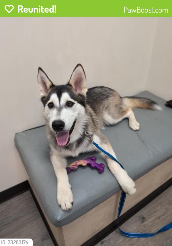 Reunited Male Dog last seen Hour Glass Street and Badger Street area, Cherry Hill, VA 22026