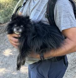 Reunited Female Dog last seen Grizzly campground by lake Davis CA, La Honda, CA 94020