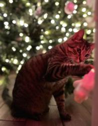 Lost Male Cat last seen Beachcomber, Victorville, CA 92392
