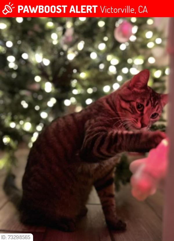 Lost Male Cat last seen Beachcomber, Victorville, CA 92392
