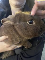 Found/Stray Male Rabbit last seen Community East hosp, Indianapolis, IN 46219