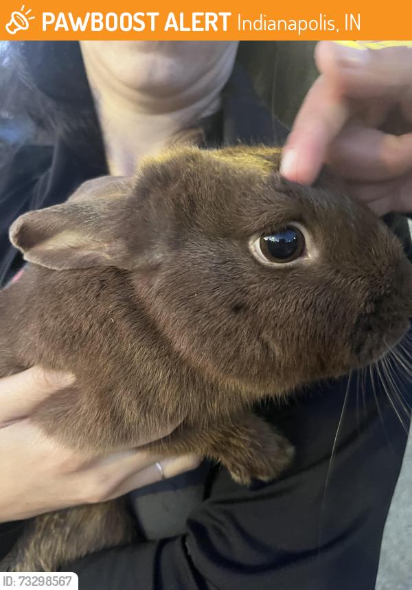 Found/Stray Male Rabbit last seen Community East hosp, Indianapolis, IN 46219