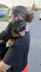 Found/Stray Female Dog last seen Wells Fargo, Linthicum Heights, MD 21090