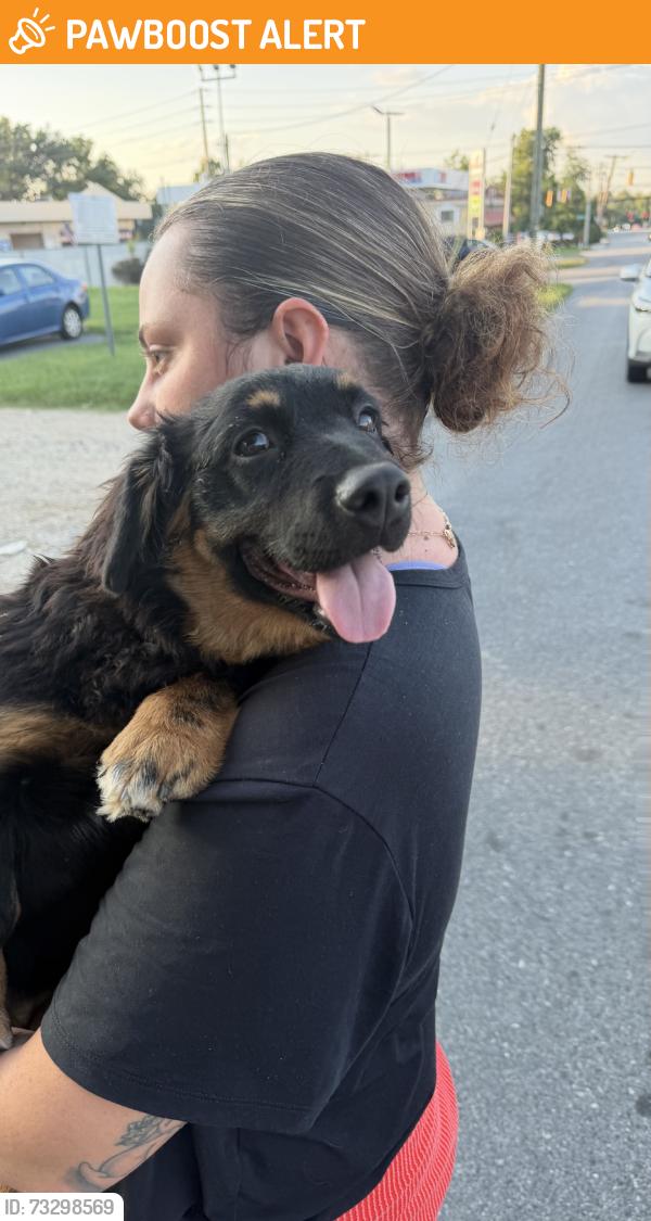 Found/Stray Female Dog last seen Wells Fargo, Linthicum Heights, MD 21090