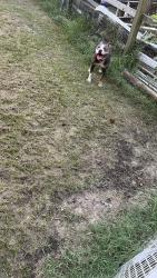 Reunited Male Dog last seen Crystal Springs and John Smith Rd, Fayetteville, NC 28306