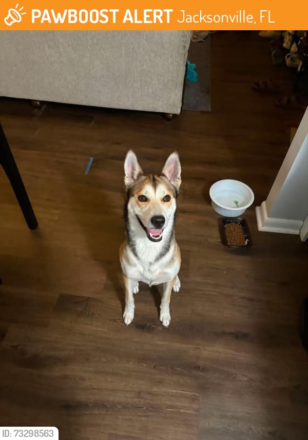 Found/Stray Male Dog last seen Hammond blvd, Jacksonville, FL 32221