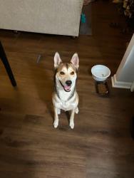 Found/Stray Male Dog last seen Hammond blvd, Jacksonville, FL 32221