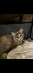 Lost Female Cat last seen I- 78 West across from Lehigh Valley hosp, Allentown, PA 18103