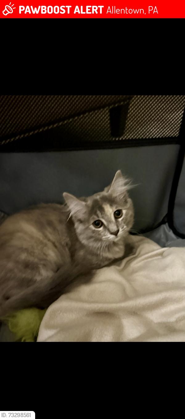 Lost Female Cat last seen I- 78 West across from Lehigh Valley hosp, Allentown, PA 18103