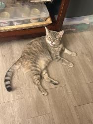 Reunited Female Cat last seen Hollywood Drive, Lower Swatara Township, PA 17111
