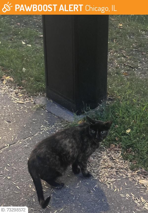 Found/Stray Unknown Cat last seen damen and eastwood, Chicago, IL 60625