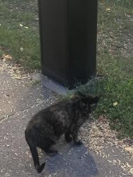 Found/Stray Unknown Cat last seen damen and eastwood, Chicago, IL 60625