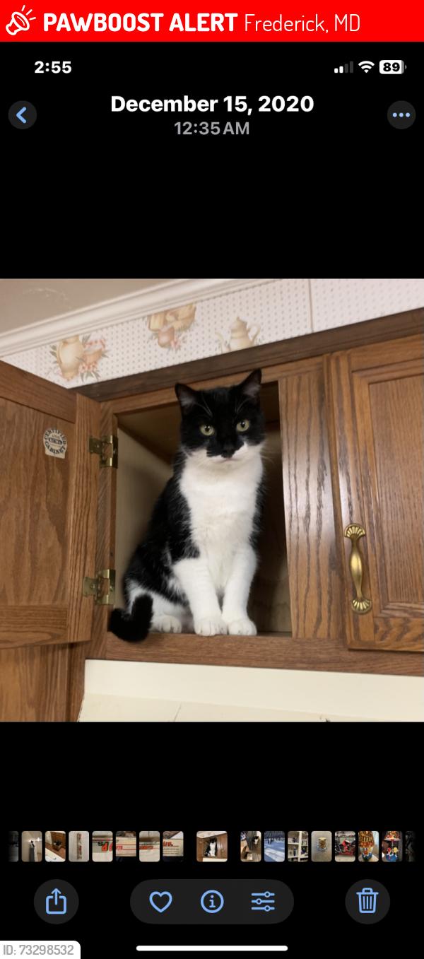 Lost Male Cat last seen Rt.40 and Old Camp Road, Frederick, MD 21702