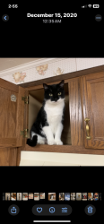 Lost Male Cat last seen Rt.40 and Old Camp Road, Frederick, MD 21702