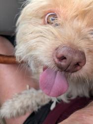 Found/Stray Male Dog last seen South Hearthstone drive, Tucson, AZ 85748