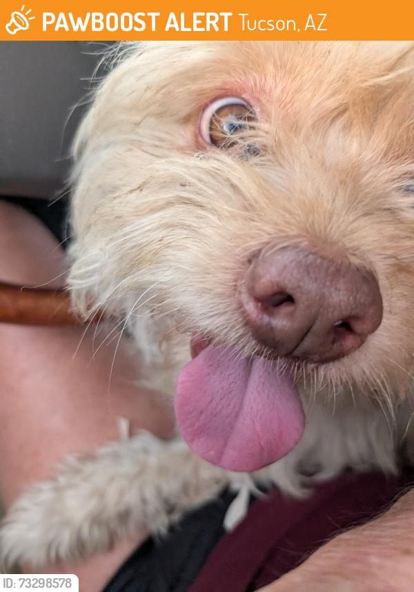 Found/Stray Male Dog last seen South Hearthstone drive, Tucson, AZ 85748