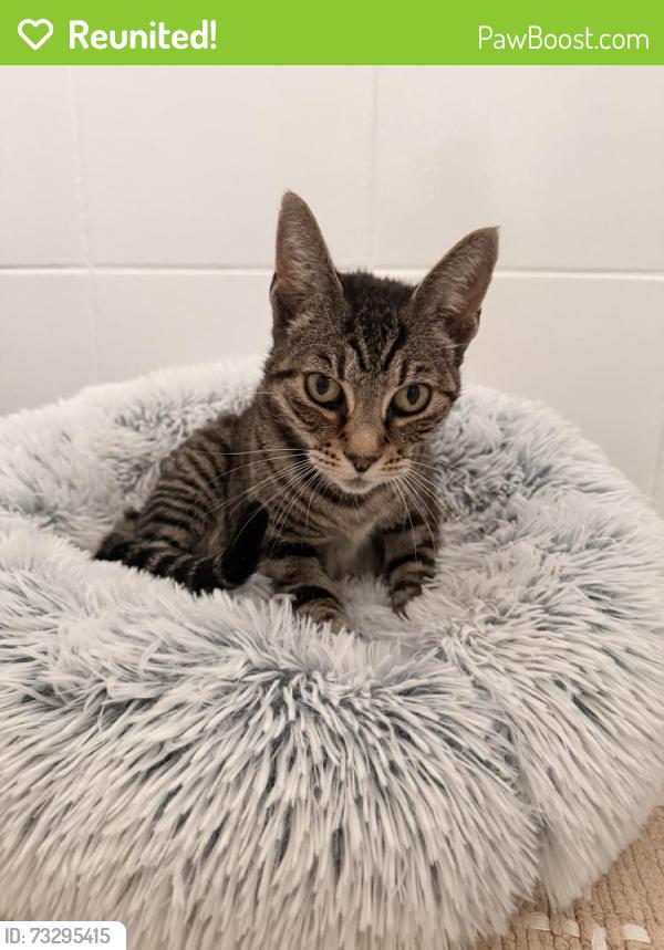 Reunited Female Cat last seen Claremont Ave / Wellesley Crescent area, Redwood City, CA 94062