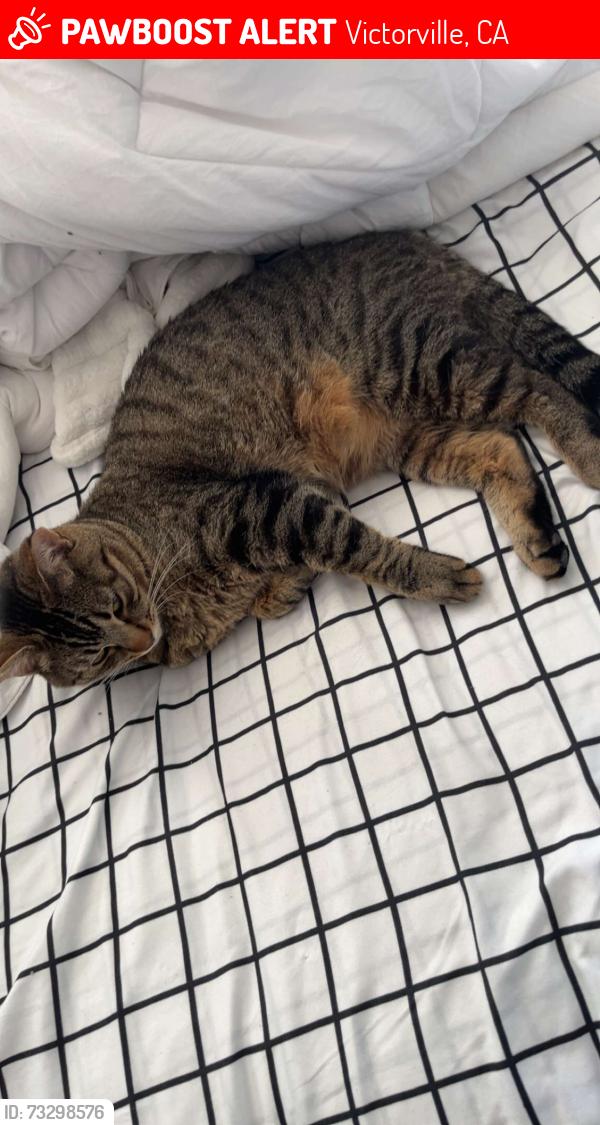 Lost Male Cat last seen Near Malahini pl, Victorville, CA 92392