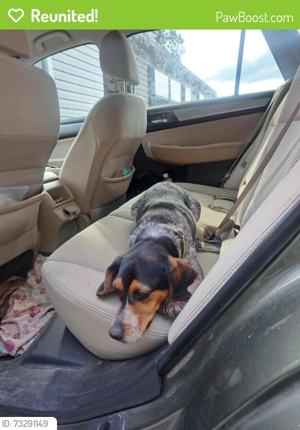 Reunited Female Dog last seen Little pine road, between 25-70 and the bridge, Marshall, NC 28753