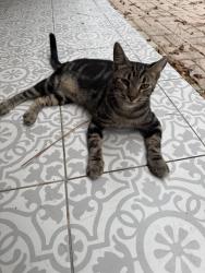 Lost Male Cat last seen Coachman lakes ct., Jacksonville, FL 32246