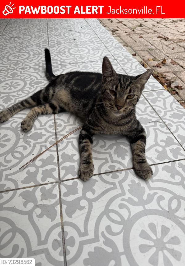 Lost Male Cat last seen Coachman lakes ct., Jacksonville, FL 32246