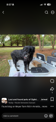 Found/Stray Female Dog last seen Arnoldsville ga, Arnoldsville, GA 30683